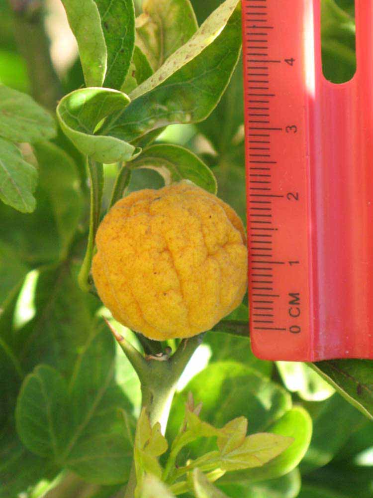            Fruit (Riverside, CA)   